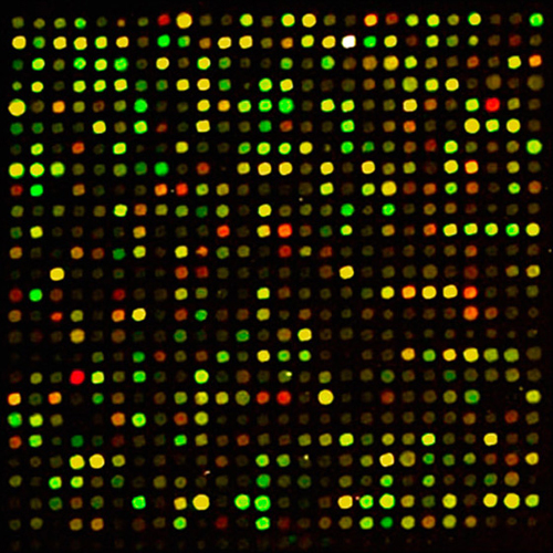 micro.array