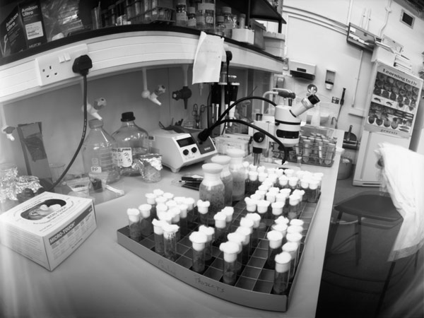 Drosophila Laboratory